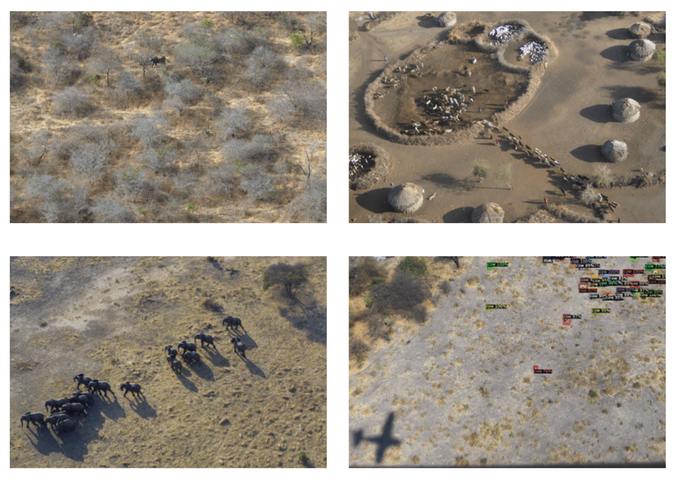 rapid survey methods african savannahs